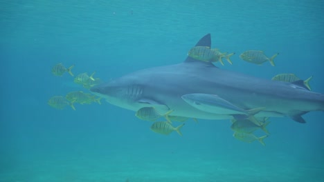 pez piloto golden trevally nadando cerca del tiburón toro, carcharhinus leucas para esconderse de los depredadores y comer los parásitos para el tiburón, relación de beneficio mutuo