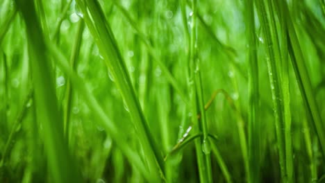 green grass close-up super macro shooting.