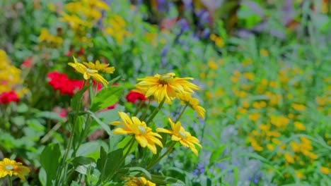 Wind-playing-with-yellow-flowers-during-a-sunny-day