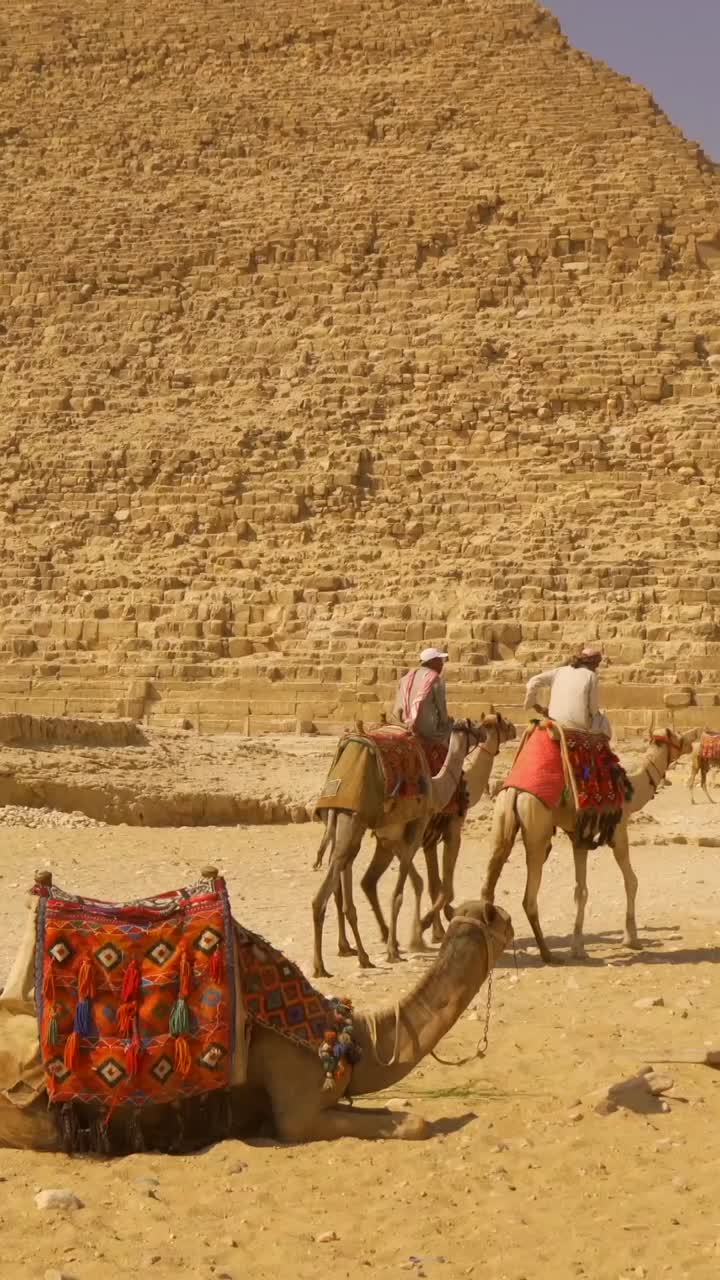 Camelos nas pirâmides do Egito
