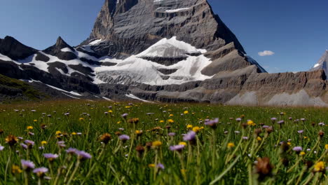 majestic matterhorn and alpine meadow