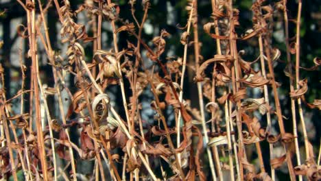 dry plants in musashiseki park, tokyo, japan