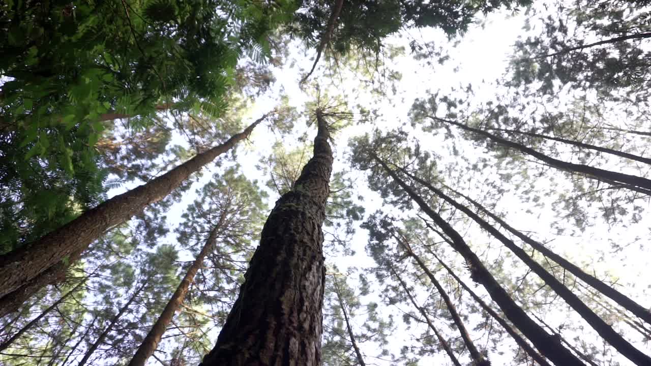 Scatto dal basso che mostra enormi pini contro un cielo luminoso nella foresta dell'Indonesia