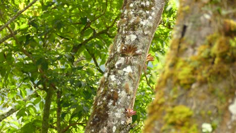 Getarnter-Brauner-Vogel,-Der-An-Einem-Sonnigen-Sommertag-Auf-Einem-Baum-Im-Dschungel-Von-Costa-Rica-Spaziert