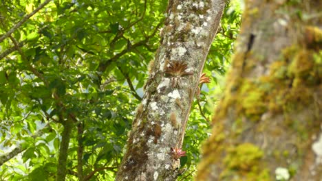 pájaro marrón camuflado caminando sobre un árbol en la selva de costa rica durante un día soleado de verano