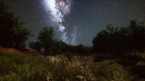árboles verdes bosques en el parque bajo el cielo estrellado de la noche