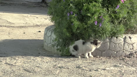 Ein-Einsames-Streunendes-Kätzchen,-Das-Von-Seinem-Versteck-Auf-Einer-Abgelegenen-Raststätte-In-Kasachstan-Aus-Den-Vorbeiströmenden-Verkehr-Beobachtet