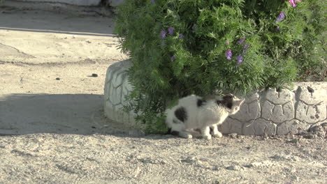 a lonely stray kitten watching traffic pass by from his hiding place at a remote truck stop in kazakhstan
