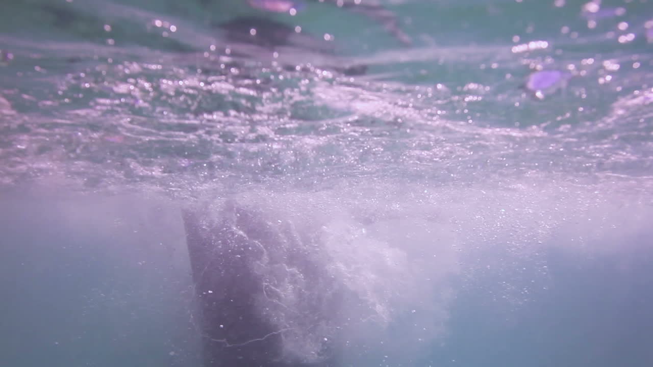 дельфины 25 2