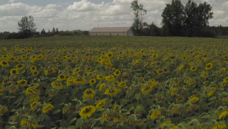 Aerial-flight-pushing-forward-over-Sunflowers-in-field-beyond-farm-shed