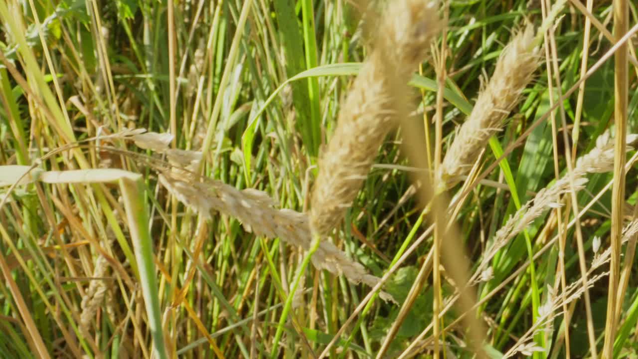 Caterpillar partially visible in tall dry grass while feeding on greenery