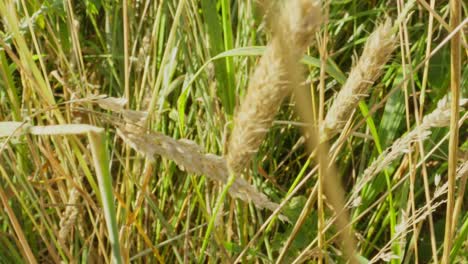 caterpillar partially visible in tall dry grass while feeding on greenery
