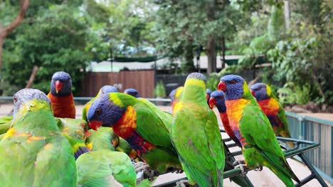 a flock of active rainbow lorikeet birds gathered around to feed and socialise