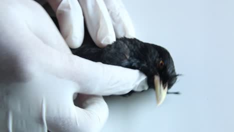 non visible vet checking, examining a very sick black bird