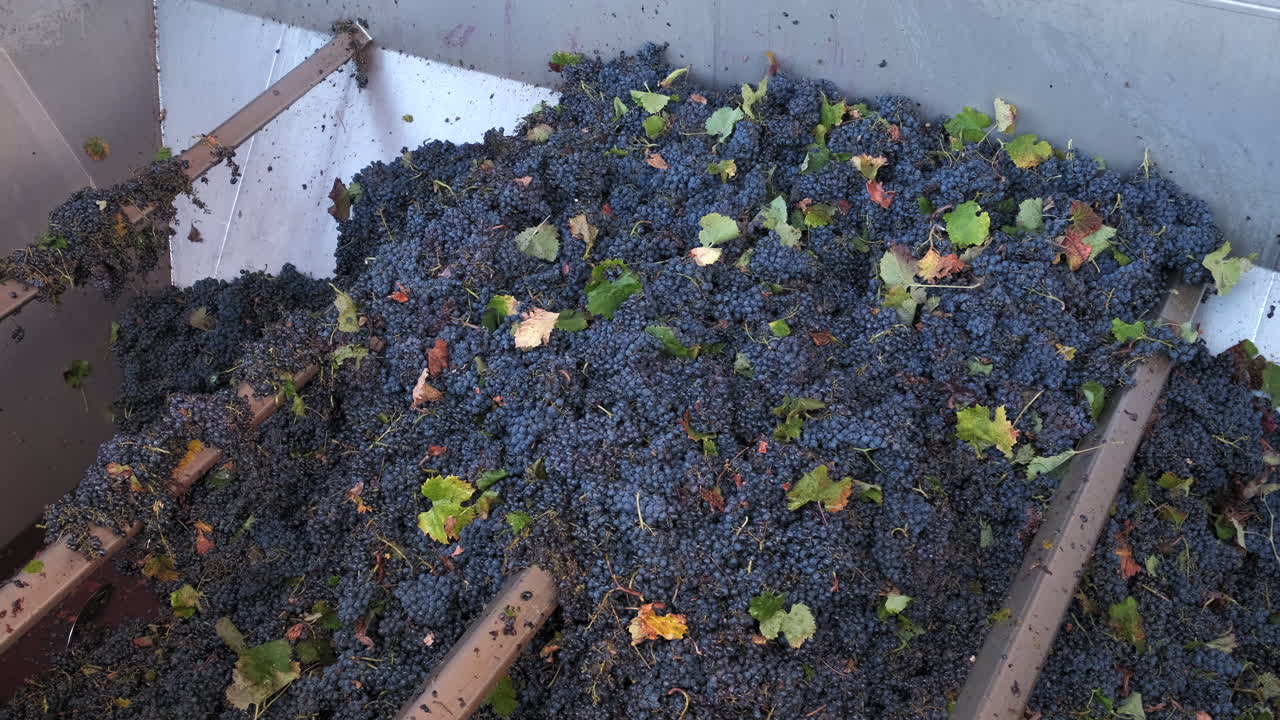 와이너리에서 포도 통을 들여다보며