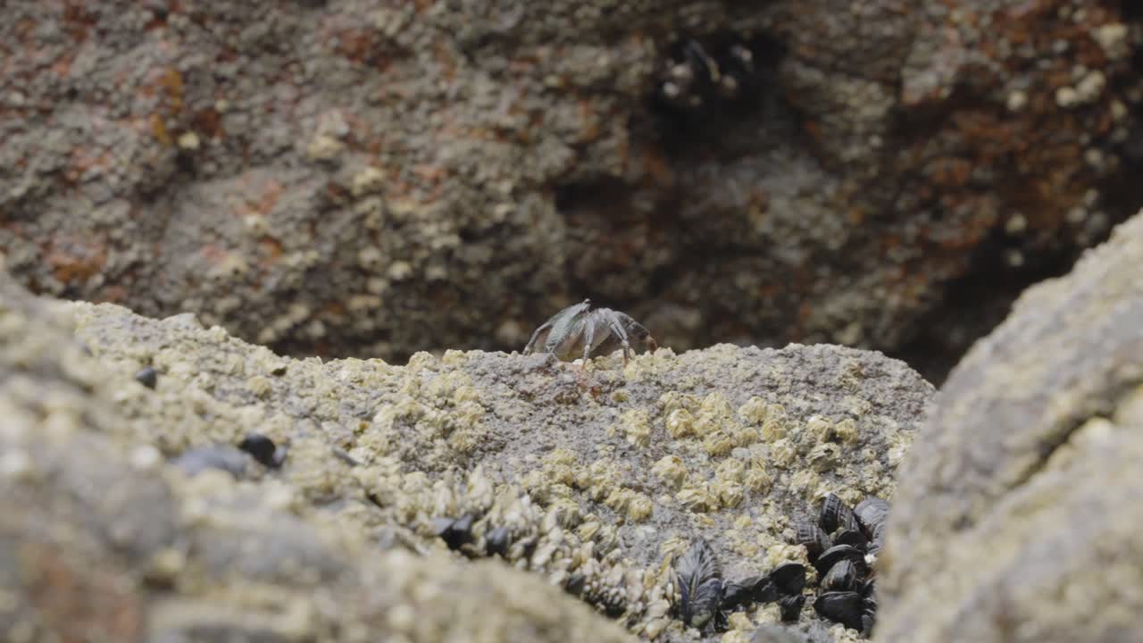 A small crab cautiously peeks over the rocky terrain, ready to explore the world beyond its hiding spot. A brief moment of marine life in motion.