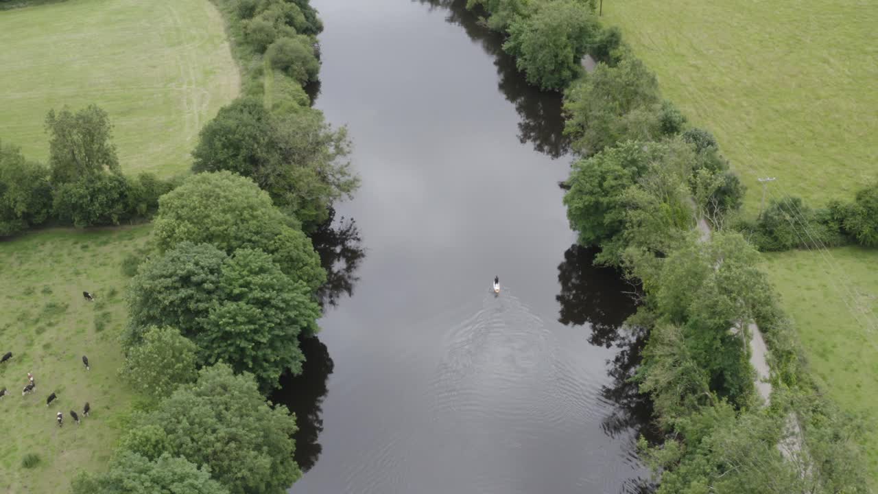 Paddleboarder padler forbi græssende kvæg på en frodig grøn eng