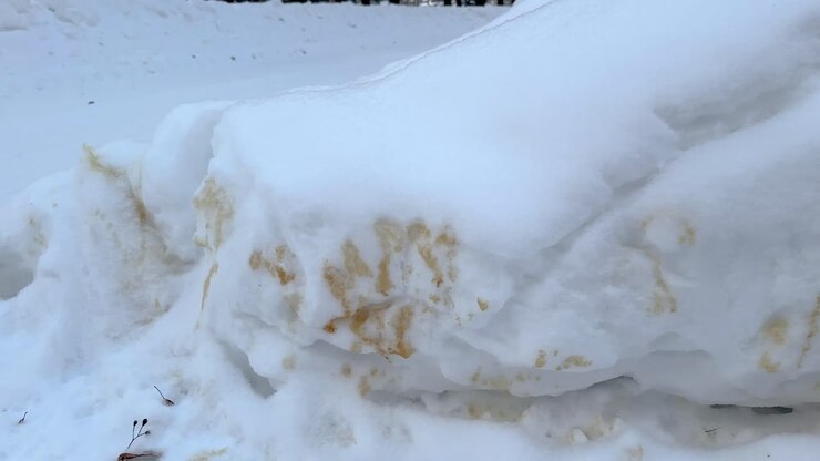 Pipì di cane sulla neve.