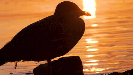 seagull silhouette against golden sun reflection on sea during early sunrise