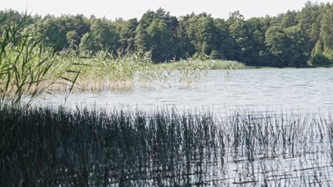 Zuckerrohr-Und-Schilf-In-Gesehen-Am-Wdzydze-Seeufer-Im-Kaszubski-Park-Krajobrazowy-In-Der-Woiwodschaft-Pommern