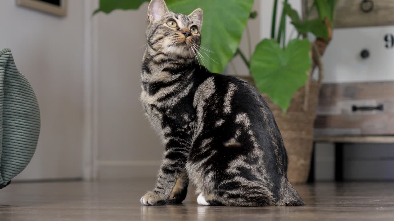 Curious tabby cat sitting on a wooden floor, alert and observant in a cozy indoor space filled with greenery and calm.
