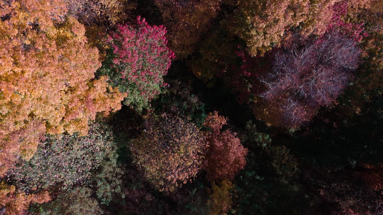 POV dall'alto e dall'estremità superiore della foresta delle Smoky Mountains in autunno, che mostra colori autunnali vivaci