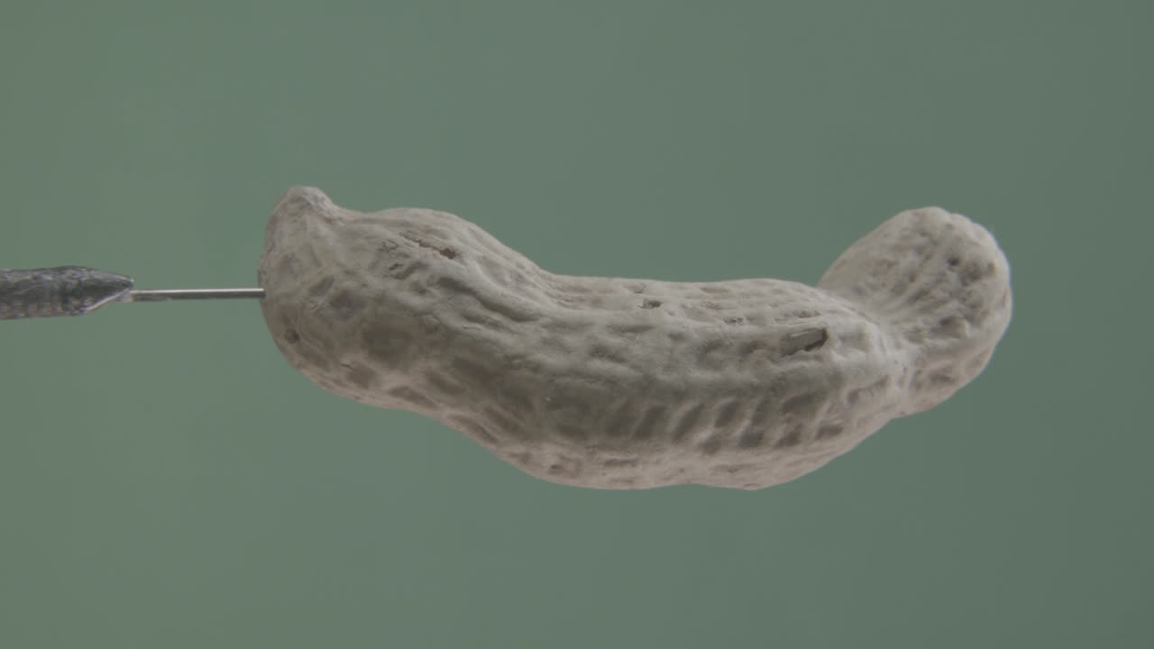 크로마 키를 위해 녹색 화면에 루프와 함께 땅콩 회전