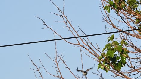 A-fork-tailed-flycatcher-seen-through-the-vegetation,-perchs-on-a-cable-and-then-jumps-and-flies