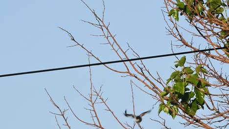 un papamoscas de cola de horquilla visto a través de la vegetación, se posa en un cable y luego salta y vuela