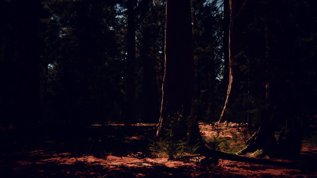 Luce solare nella foresta oscura