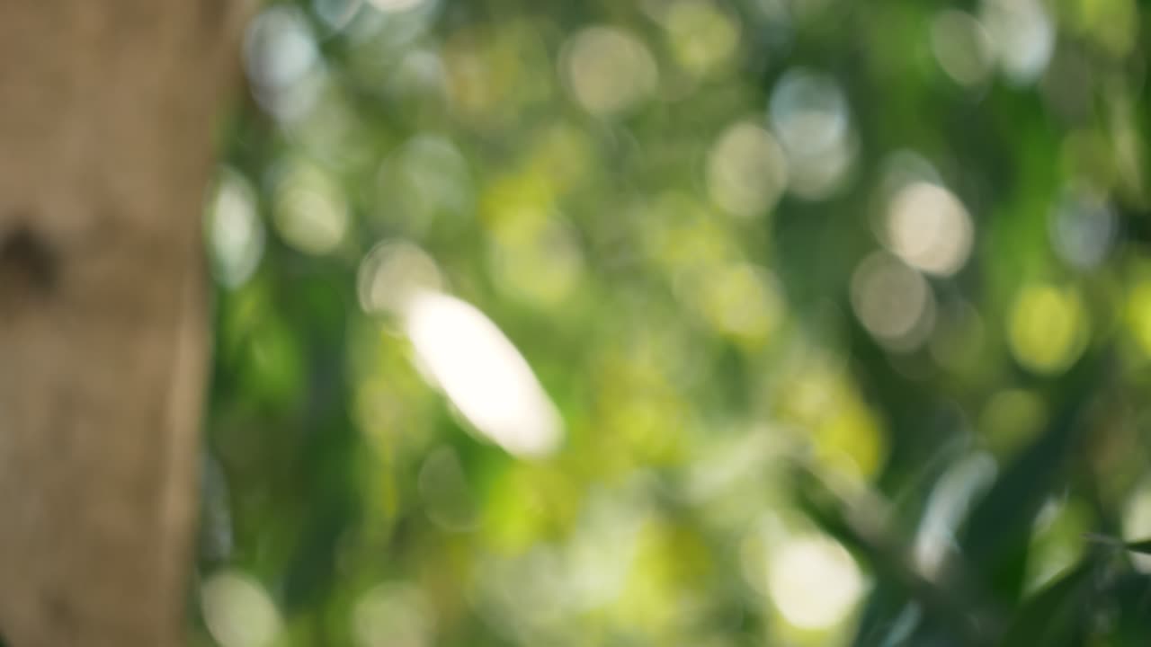 A vibrant display of foliage in soft bokeh highlighting nature's beauty through blurred leaves