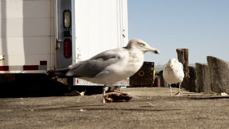 two hungry seagulls looking for food in portland pier, portland, maine in oregon, united states - low-level shot