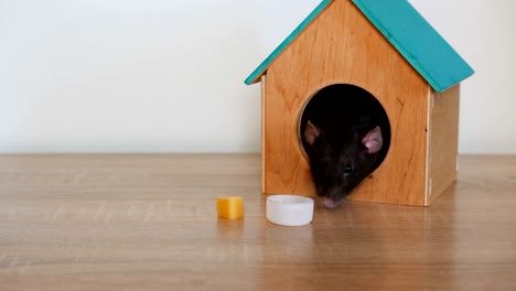 gray rat drinking water in a house