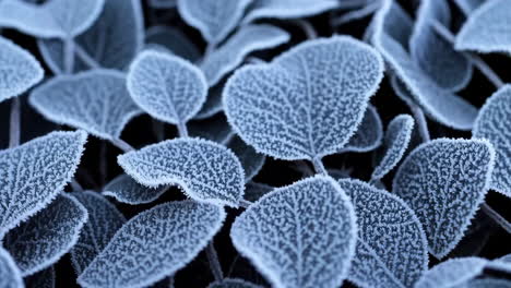 close-up of frosted leaves