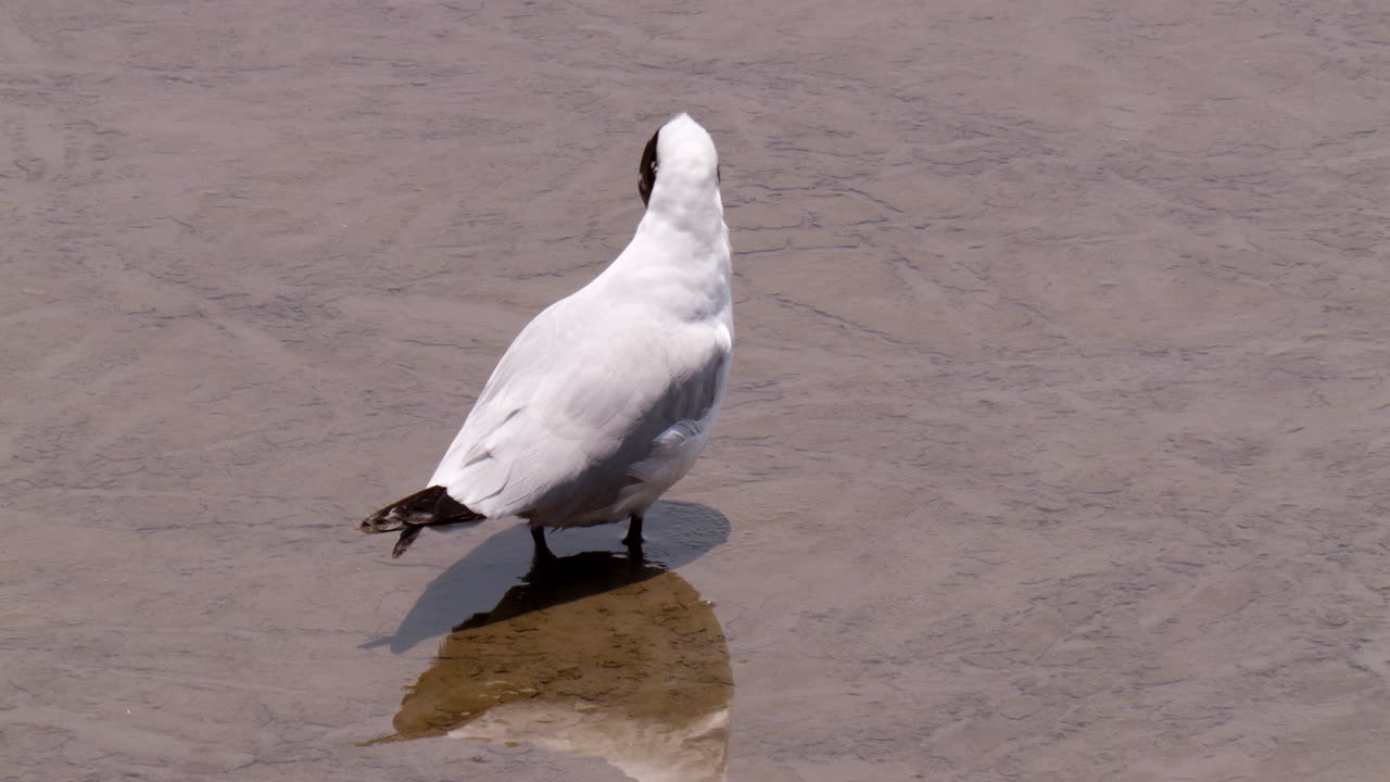 vadeando en el agua turbia y fangosa del mar, una gaviota de cabeza negra, chroicocephalus ridibundus se queda en el área de bangphu en samut prakan en tailandia
