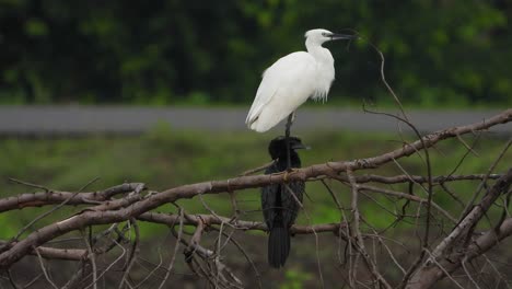 little-egret-and-cormorant-UHD-Mp4-4k-