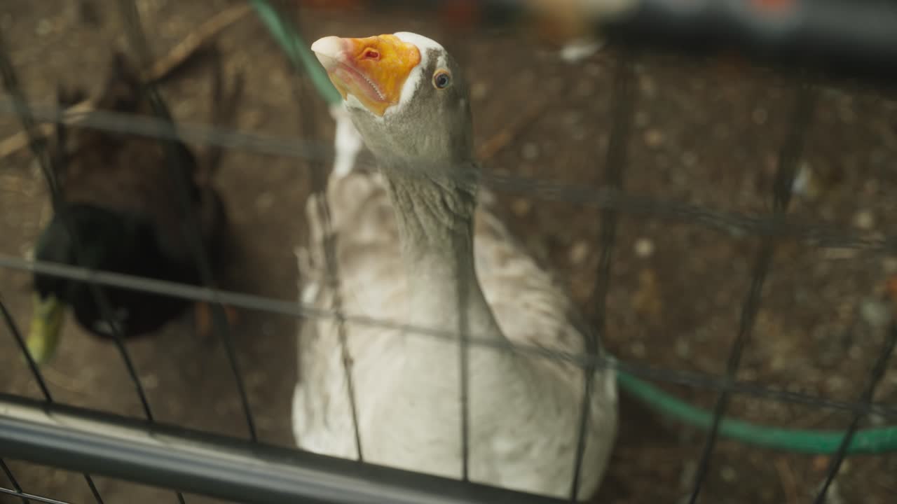 Looking down on a farm goose in a pen
