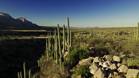 film lent de drone de la vallée dans le désert avec des cactus de toutes sortes avec un ciel bleu