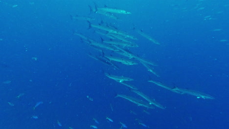 escuela de barracudas en el océano