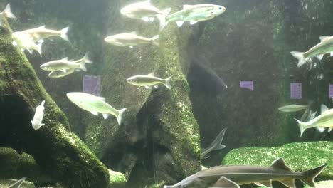 close-up, view of fish in the aquarium at the zoo