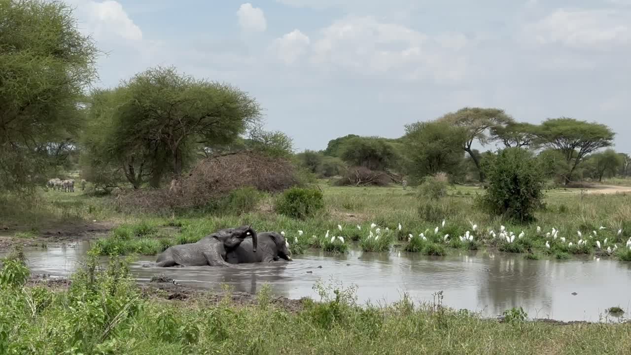Elefantes-africanos-da-savana (Loxodonta africana) desfrutando de lama e água no Parque Nacional Tarangire, Tanzânia.