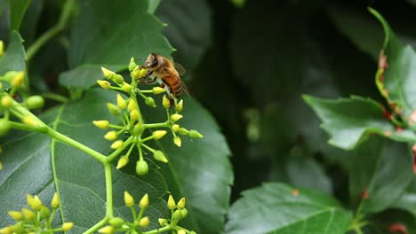 Macro-Primer-Plano-De-Abeja-Caminando-Y-Recolectando-Néctar-Y-Polen-Para-La-Producción-De-Miel-Dulce