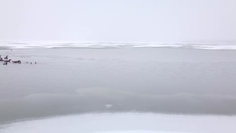 a medium flying pan shot past a gaggle of geese and a group of ducks sitting on frozen river during snowstorm