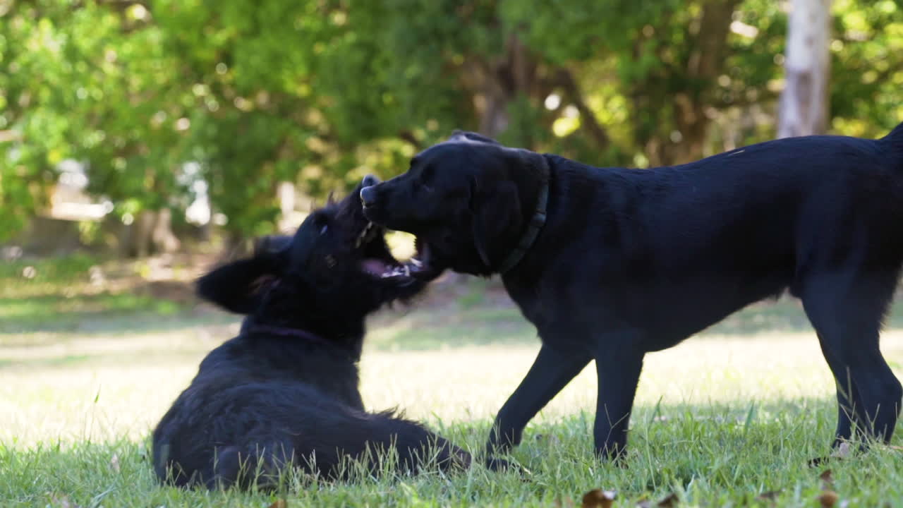 검은색 래브라도 개 두 마리가 함께 놀고 오후 햇살 속에서 서로 물고 있습니다
