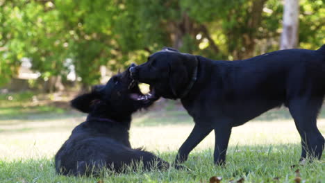 Zwei-Schwarze-Labrador-Hunde-Spielen-Zusammen-Und-Beißen-Sich-Gegenseitig-In-Der-Nachmittagssonne