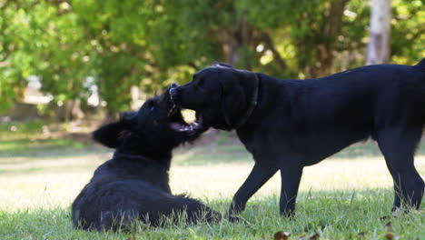 dos perros labradores negros jugando juntos y mordiéndose bajo el sol de la tarde