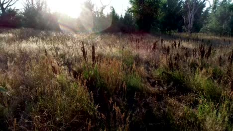 a drone flight above the plants in a field during sunset as the light shines through the stems and leaves