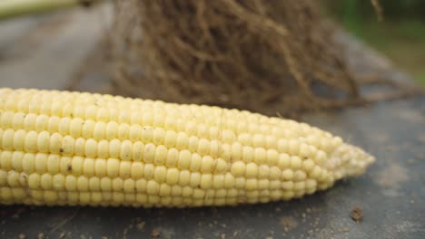 profile view of a raw peeled off corn kept on ground