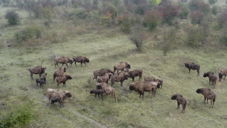 european bison bonasus herd standing in a bushy field,grazing,czechia