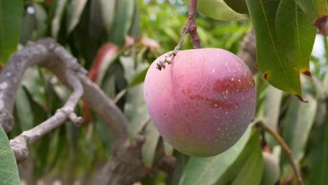 Nahaufnahme-Einer-Reifen-Bio-Mangofrucht-Ohne-Gentechnik,-Die-Am-Baum-Hängt